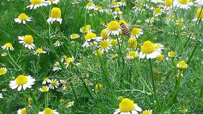 將天生缺陷轉成商業優勢-小農專區