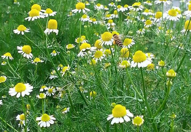 將天生缺陷轉成商業優勢-小農專區